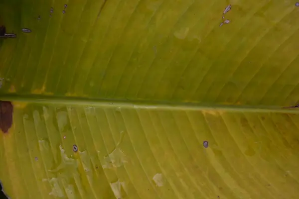 Yeşil muz yapraklarını kapat