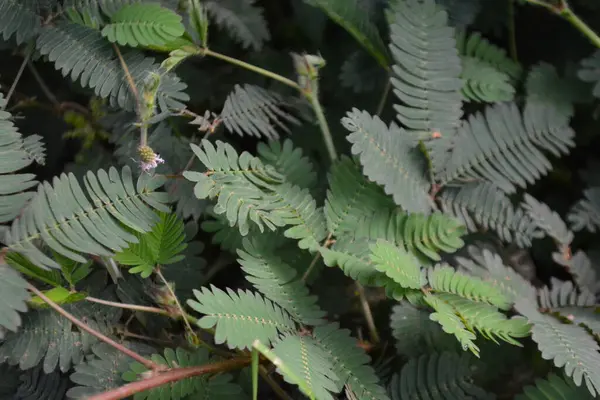 Ormanda yeşil yapraklar