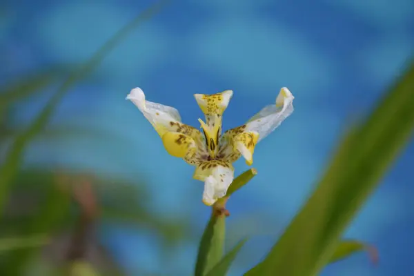 Bahçedeki güzel çiçekler