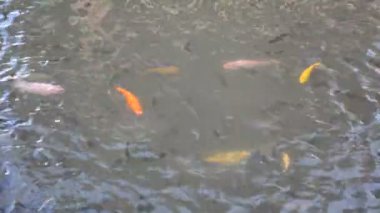 Balık ve koi sazanı gölette