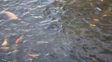 Göldeki koi balığı.