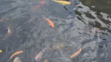 Göldeki güzel koi balığı