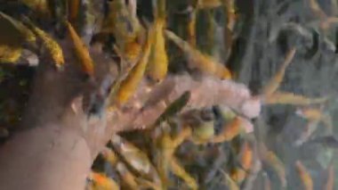 Balık terapisine yakın çekim