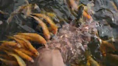 Balık terapisine yakın çekim