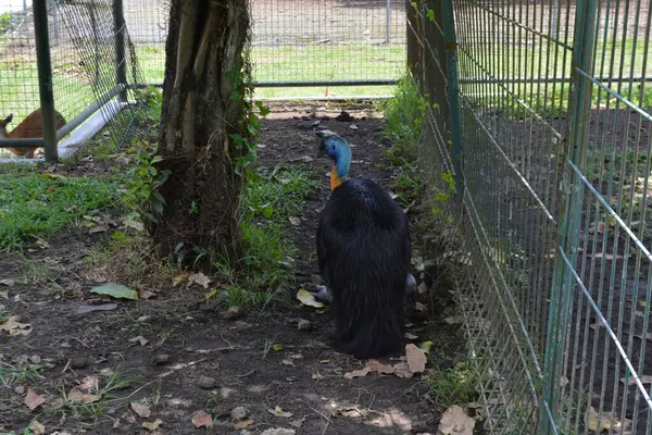 Hayvanat bahçesinde siyah beyaz papağan. yüksek kaliteli fotoğraf