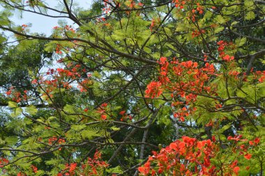 Bahçedeki güzel kırmızı çiçek