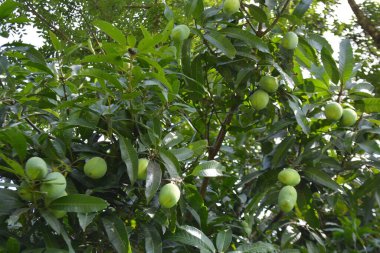 Bahçesinde meyveler olan yeşil elma ağacı