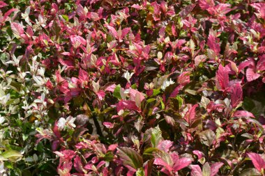 Sonbaharda ormanda kırmızı yapraklar