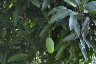 Bahçede yeşil yapraklar