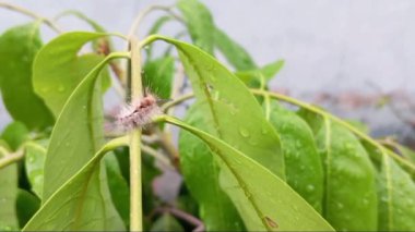 caterpillar atış kapatmak