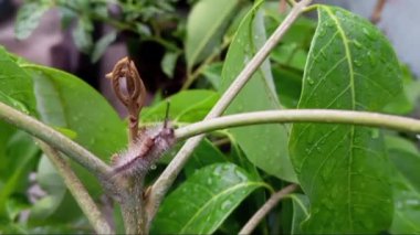 caterpillar atış kapatmak