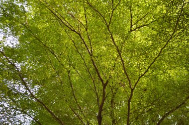 Ağaçtaki yeşil yapraklar