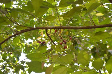 Ağaç yaprakları, yapraklar ve doğa.