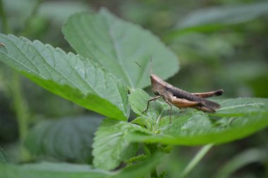 Bir böceğe yaklaş