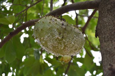 Ağaçta asılı yeşil elma