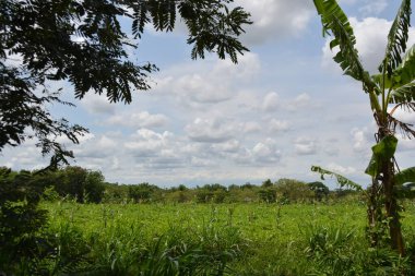 Öğleden sonra yeşil tarla ve mavi bulutlu gökyüzü