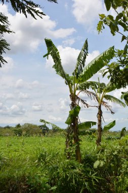 Tarlada palmiye ağaçları