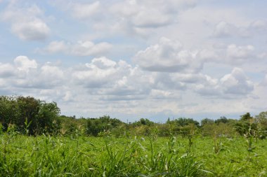 yeşil çim ve bulutlar
