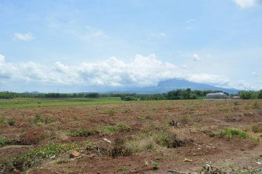Tayland 'daki pirinç tarlası