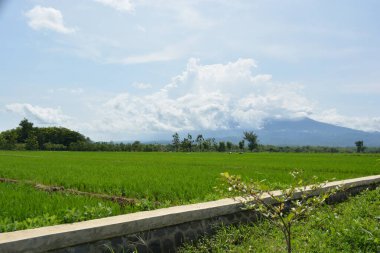 Pirinç terası manzarası