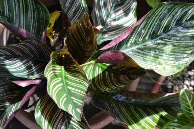 Güzel tropikal yapraklara yakın.