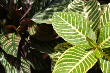 Güzel botanik fotoğrafı, doğal duvar kağıdı.