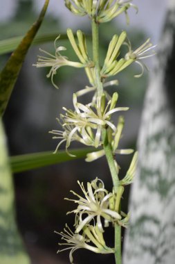 Güzel botanik fotoğrafı, doğal duvar kağıdı.