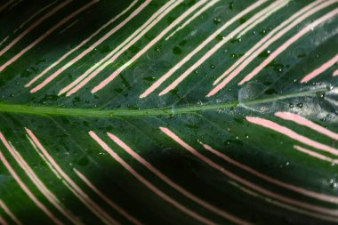 Yeşil yaprağı kapat