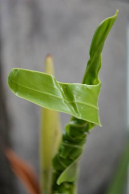 Beyaz arkaplanda yeşil yaprak