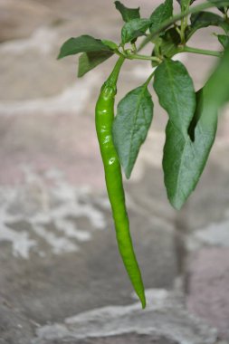 Bahçede yeşil biber