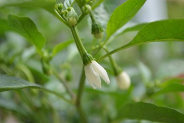 Bahçedeki yeşil biberi kapat.