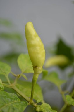 Sarı biberi yaklaştır.