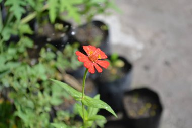 Bahçedeki güzel çiçekler