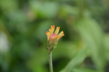 Açık havada yetişen renk çiçeklerini kapatın.