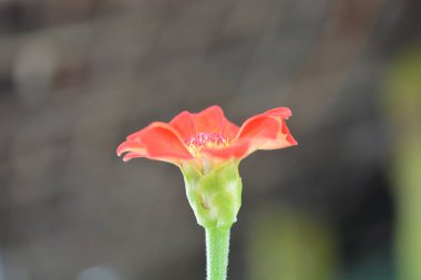 Açık büyüyen renk çiçeği yakın
