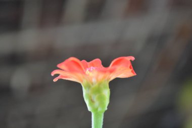 Bahçedeki kırmızı çiçek