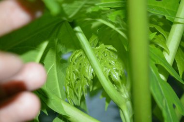 Yeşil bir bitkiyi elinde tutan genç bir kadının elini kapat.