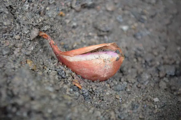 Bir elmayı yakından çek.