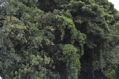 Ormanın güzel manzarası
