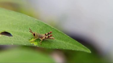 yeşil yaprak, bitki ve doğa, bitki