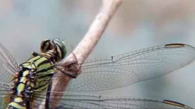 Yusufçuk böceği, yusufçuk ve böcek