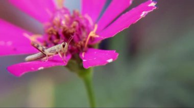 güzel pembe çiçekler görünümünü kapat