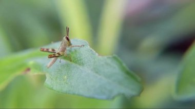 kapalı - böcek, seçici odak
