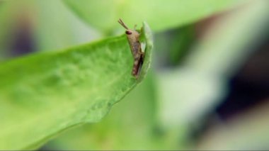 Çekirge böceği yeşil yaprak üzerinde, yakın - makro, makro, doğa, doğa