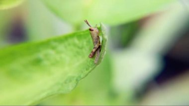 Yaprağın üzerindeki yeşil yaprak.