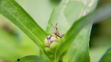 Doğada yeşil yapraklar, bitki örtüsü ve yapraklar