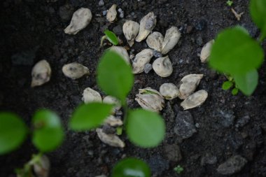 Bir demet taze beyaz üzümü kapatın.