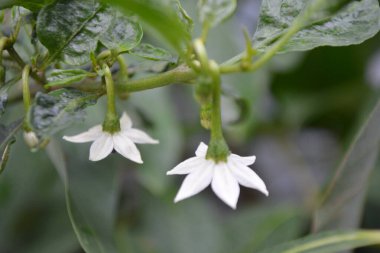 Bahçedeki güzel çiçekler