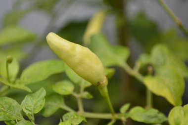 Bahçedeki ağaçta sarı biber