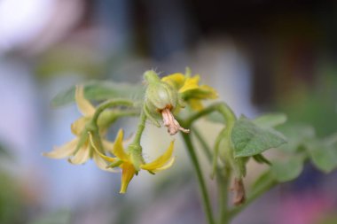Bahçedeki sarı çiçek